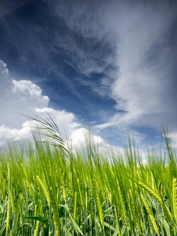 无人,竖图,室外,白天,农业,农作物,小麦,美景,西班牙,景观,田地,云,谷类,天空,自然,景色,摄影,生长,清新,自然风光,布尔戈斯,彩图