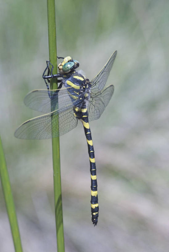 无人,竖图,室外,特写,白天,野生动物,西班牙,蜻蜓,昆虫,茎,拿着,摄影,巴伦西亚省,彩图