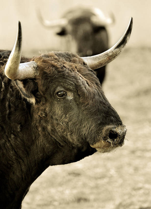 无人,竖图,室外,特写,白天,西班牙,动物,两只,家畜,摄影,牲畜,鹿角,纳瓦拉,潘普洛纳,彩图,家牛