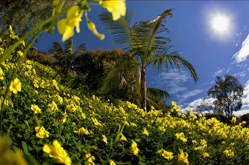 无人,横图,室外,白天,美景,太阳,美国,景观,花,树,黄色,天空,自然,景色,摄影,生长,宁静,清新,自然风光,后院,彩图