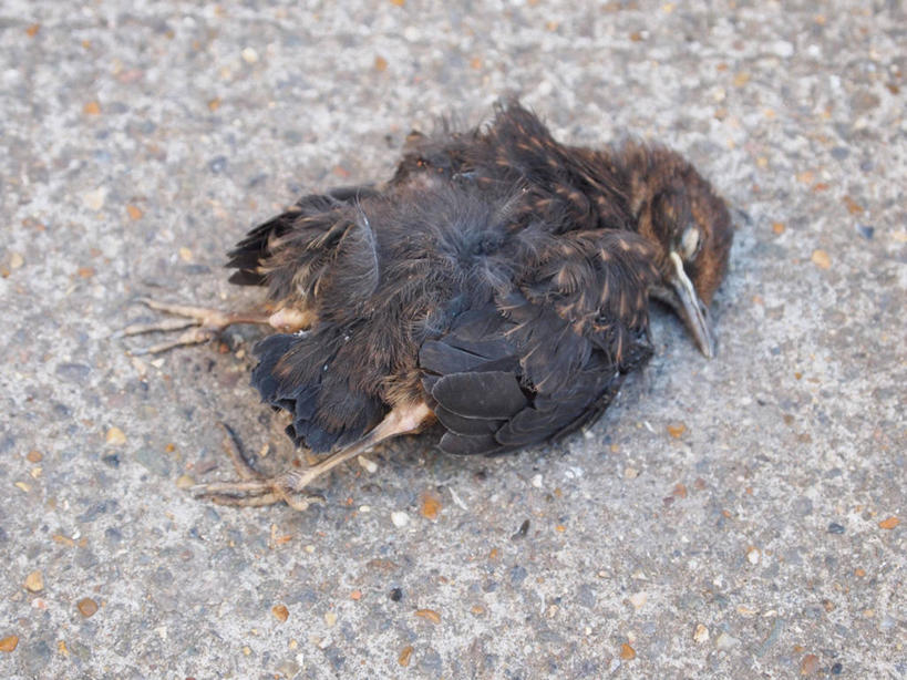 无人,横图,俯视,室外,特写,白天,街道,英国,鸟类,首都,摄影,死亡,结束,殒命,灭亡,彩图,高角度拍摄