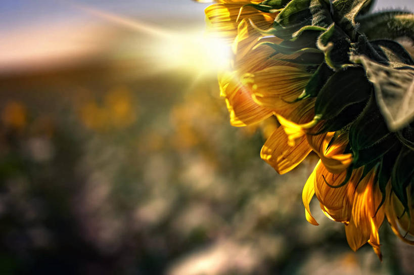 无人,横图,室外,特写,白天,镜头眩光,向日葵,日光,西班牙,盛开,花蕾,花,花瓣,花朵,鲜花,一朵,自然,花苞,花蕊,摄影,脆弱,清新,科尔多瓦,彩图