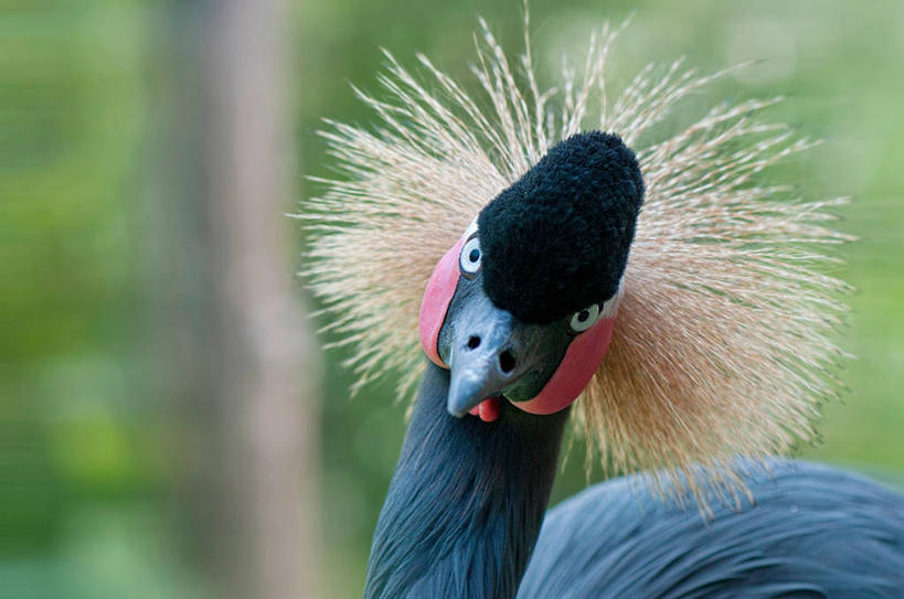 无人,横图,室外,白天,美景,荷兰,鸟类,景观,自然,景色,摄影,自然风光,颈,彩图