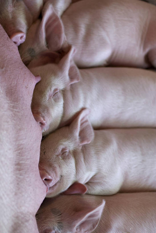 无人,竖图,特写,猪,荷兰,一排,喝,整齐,小猪,排列,动物,家畜,摄影,牲畜,队列,关爱,喂养,乌特勒支,开端,闭着眼睛,彩图