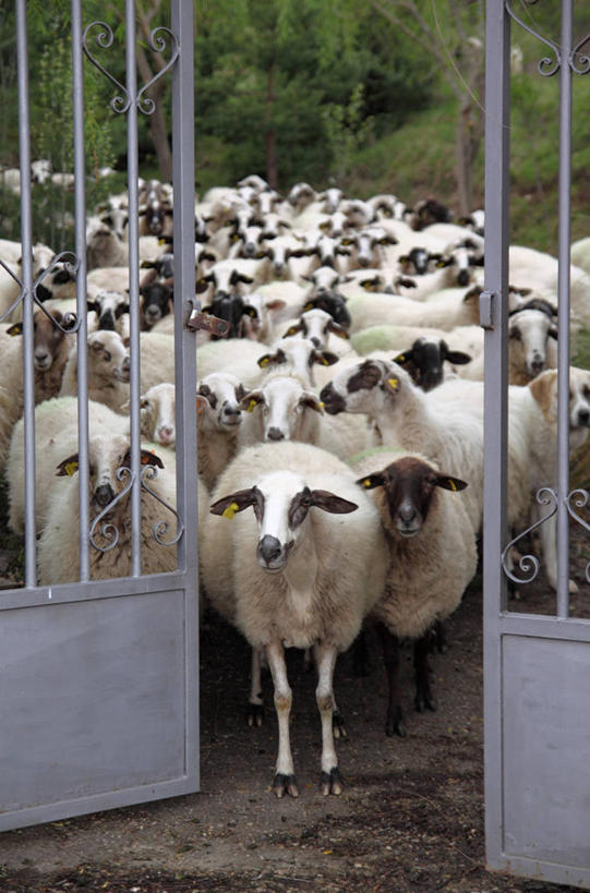 无人,站,竖图,室外,白天,西班牙,一群,许多,丰富,大门,羊群,很多,树,打开,家畜,摄影,牲畜,开启,走神,绵羊,彩图,索里亚省