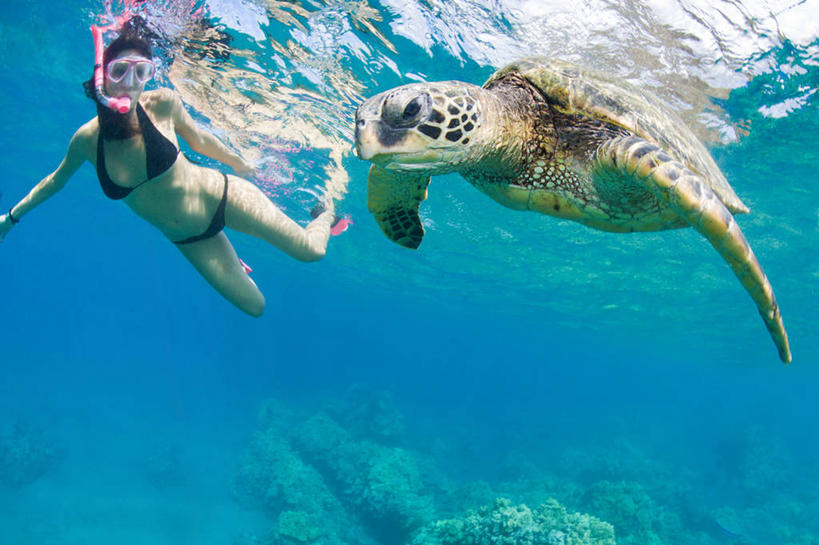 游泳,成年人,中年人,一个人,横图,比基尼,度假,水下,海洋,美国,仅一个女性,仅一个人,反射,潜水镜,蓝色,仅一个中年女性,乐趣,摄影,享乐,海景,夏威夷群岛,太平洋岛屿,女人,女性,中年女性,海龟,彩图,毛伊岛