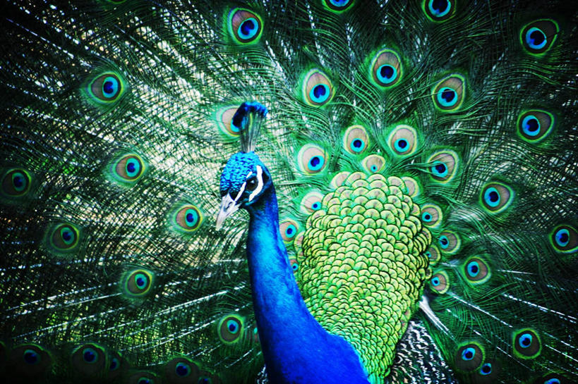 无人,公园,横图,室外,特写,白天,孔雀,野生动物,西班牙,鸟类,摄影,散开,阿斯图里亚斯,奥维耶多,彩图,晕影