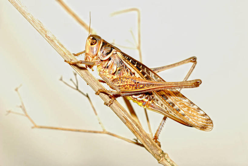 无人,横图,室外,特写,白天,侧面,野生动物,西班牙,昆虫,摄影,嫩枝,塔拉戈纳省,彩图