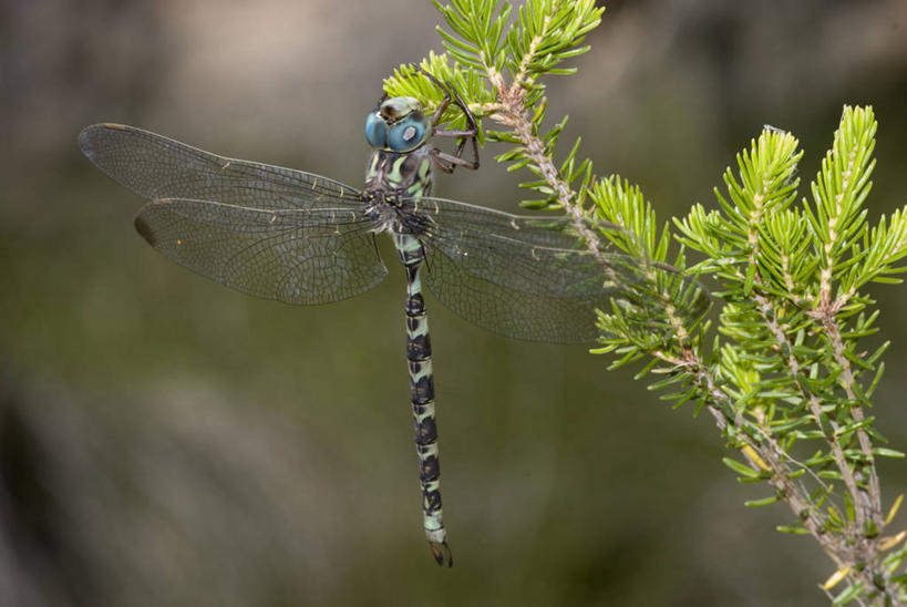 无人,坐,横图,室外,特写,白天,植物,野生动物,叶子,西班牙,蜻蜓,昆虫,自然,摄影,巴伦西亚省,彩图