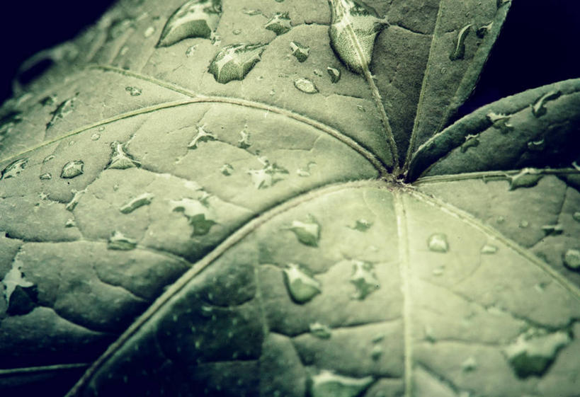 无人,横图,室外,特写,叶子,德国,湿,水滴,首都,柏林,绿色,雨滴,摄影,脆弱,清新,彩图