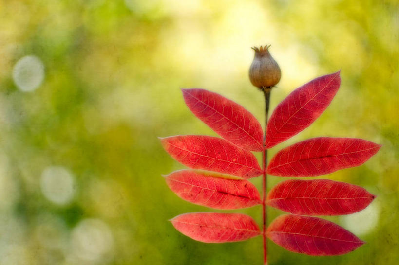 无人,横图,室外,特写,白天,叶子,法国,盛开,茎,枝,花蕾,花,花瓣,花朵,鲜花,一朵,自然,干花,花苞,花蕊,虚构,摄影,脆弱,普罗旺斯,清新,土伦,秋天,彩图