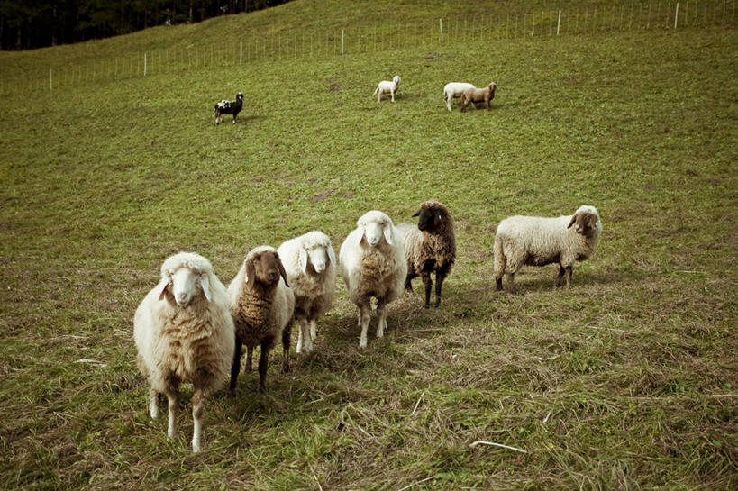 无人,站,横图,室外,白天,山,德国,地形,篱笆,羊群,草,自然,摄影,牲畜,贝希特斯加登,绵羊,彩图