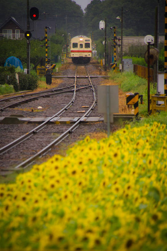 无人,竖图,室外,白天,路,铁路,火车,车站,向日葵,日本,房屋,轨道,交通,铁轨,花,树,运输,摄影,茨城县,彩图