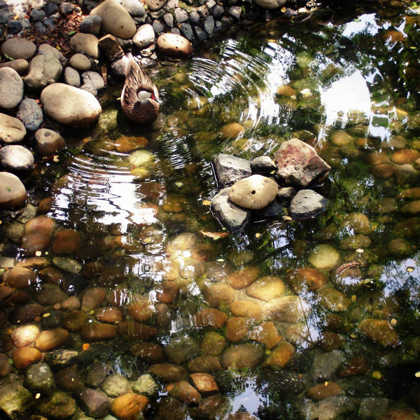 无人,方图,俯视,室外,特写,白天,厄瓜多尔,波纹,漂浮,鸭子,池塘,鹅卵石,摄影,伪装,纯净,瓜亚基尔,彩图,高角度拍摄
