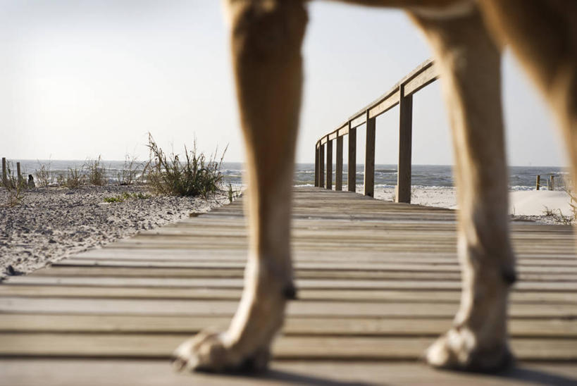 无人,栏杆,横图,室外,白天,海洋,宠物,狗,美国,家畜,摄影,木板路,部分,阿拉巴马州,海滩,彩图