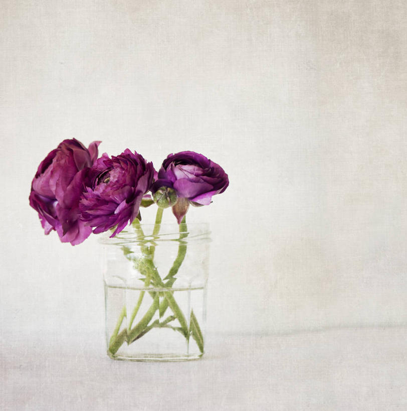 无人,竖图,白色背景,植物,静物,花瓶,意大利,毛茛,草药,药草,中药,花,紫色,摄影,脆弱,清新,药材,中草药,中药材,本草,老虎脚爪草,鱼疔草,彩图,影棚拍摄