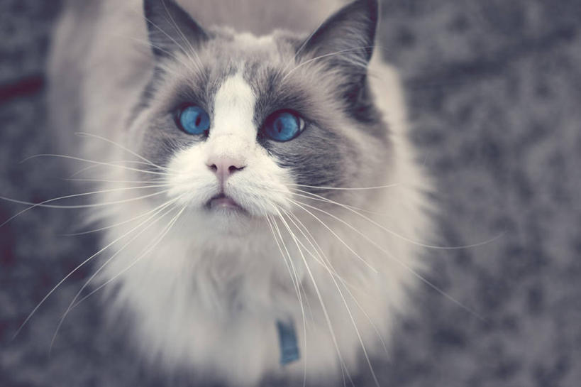 眼睛,无人,横图,室外,特写,白天,宠物,猫,澳大利亚,蓝色,白色,灰色,家畜,摄影,肖像,墨尔本,彩图