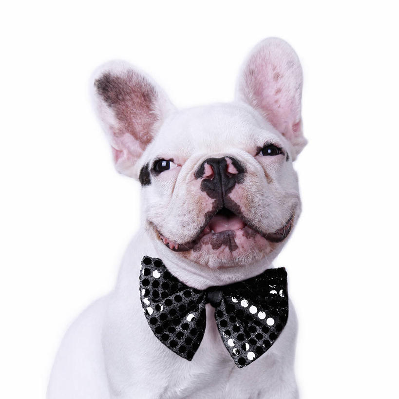 无人,方图,特写,白色背景,宠物,狗,西班牙,小的,光线,领结,小狗,光芒,动物,亮片,家畜,摄影,肖像,卡斯特利翁省,彩图,影棚拍摄,法国斗牛犬