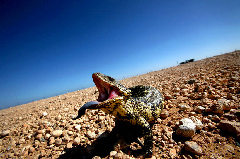 无人,横图,室外,白天,野生动物,澳大利亚,地平线,辽阔,地面,动物,伸舌头,广阔,鹅卵石,摄影,一望无际,延伸,万里无云,天地相交,新南威尔士,无边无际,一马平川,松果蜥,彩图