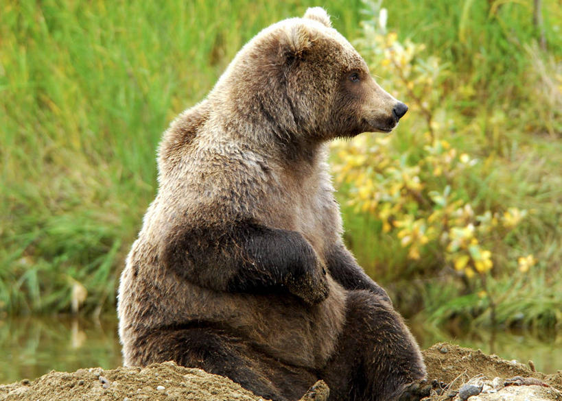 无人,坐,横图,室外,白天,侧面,植物,野生动物,尼泊尔,美国,亚洲,首都,摄影,南亚,加德满都,尼泊尔王国,加都,德满都,棕熊,彩图