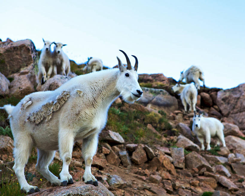 无人,站,横图,室外,白天,野生动物,美国,天空,动物,摄影,科罗拉多州,野生白山羊,岩石,山羊,彩图