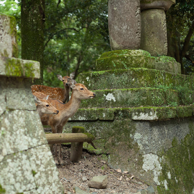 无人,方图,室外,白天,植物,鹿,野生动物,奈良县,日本,亚洲,三只,节日,日本文化,苔藓,枝,文化,树,树干,祈祷,健康,许愿,摄影,宗教,信仰,纪念,神道,祈求,神殿,东亚,本州,本州岛,日本国,近畿地方,奈良,春日大社,近畿,神道教,平安,彩图