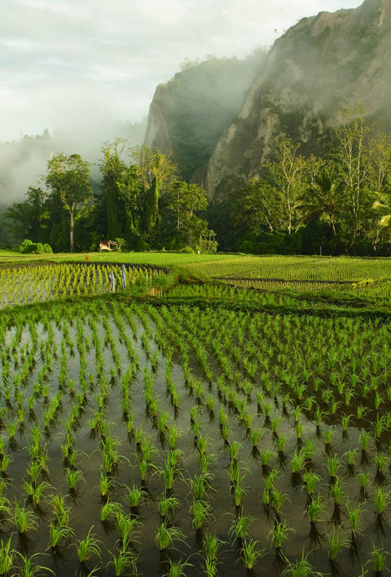无人,竖图,俯视,室外,白天,农业,美景,山,山脉,雾,印度尼西亚,稻田,地形,景观,田地,树,风景,自然,景色,摄影,生长,宁静,清新,自然风光,苏门答腊岛,彩图,高角度拍摄