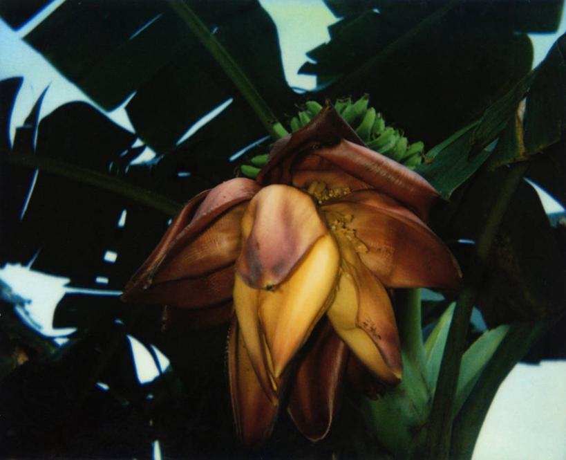 无人,横图,室外,特写,白天,纯洁,香蕉树,美丽,自然,摄影,生长,香蕉叶,庄重,清新,含蓄,高洁,法属玻利尼西亚,塔西提岛,含笑花,含笑梅,含笑美,山节子,香蕉花,矜持,唐黄心树,彩图,含笑,法国海外领土