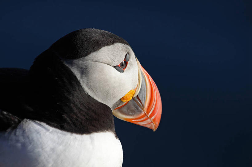 无人,横图,特写,海鸟,鸟,野生动物,蓝色背景,鸟类,动物,可爱,摄影,活泼,喙,角嘴海雀,海雀,彩图,影棚拍摄