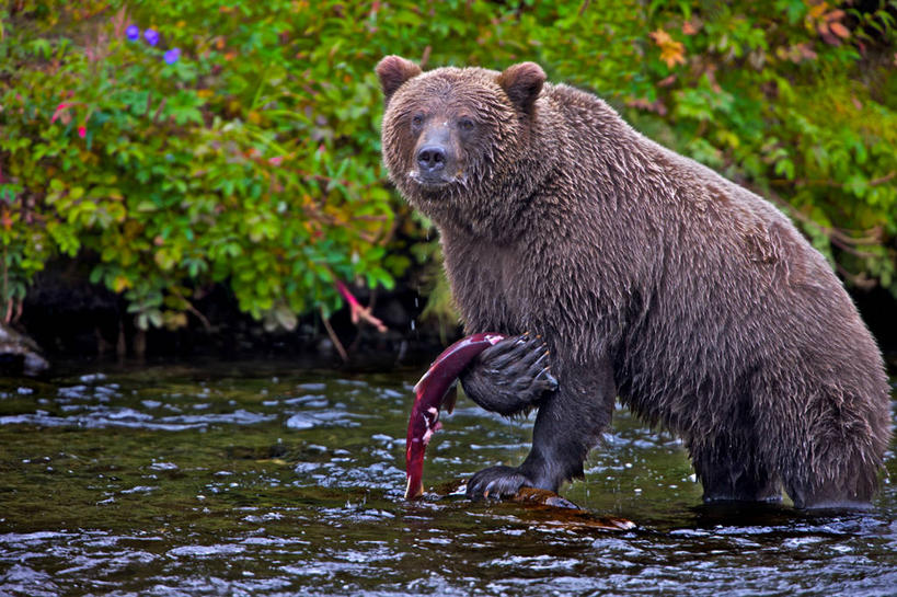 无人,站,横图,室外,白天,河流,野生动物,熊,美国,拿着,鱼类,摄影,肖像,生存,海产,棕熊,彩图
