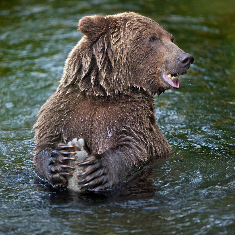 无人,方图,室外,白天,河流,野生动物,熊,美国,湿,拿着,摄影,棕熊,彩图