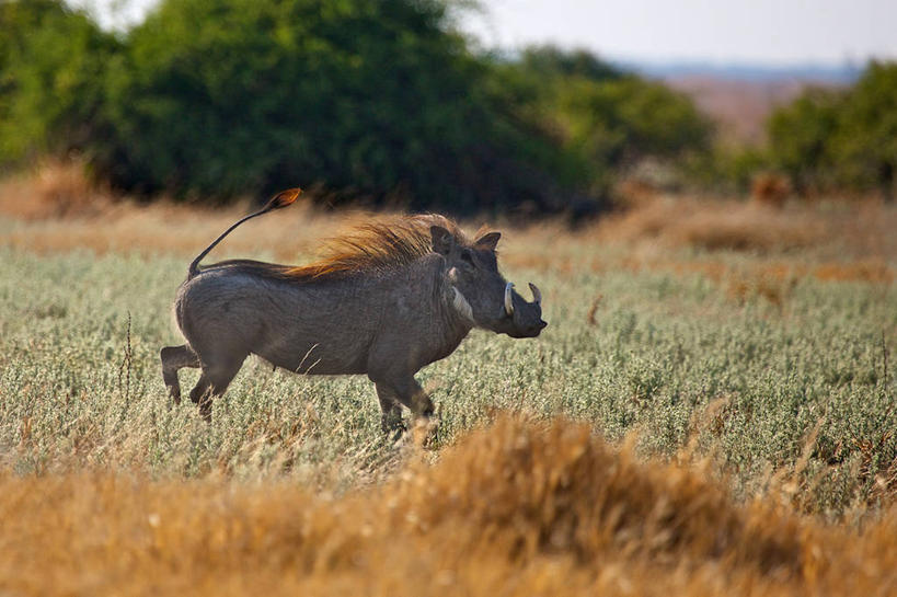 无人,跑,横图,室外,白天,侧面,植物,野生动物,疣猪,非洲,博茨瓦纳,野猪,树,天空,自然,动物,摄影,彩图