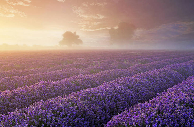 无人,农场,横图,室外,爱情,农业,日出,英国,一排,丰富,整齐,花坛,地平线,地形,田地,云,辽阔,地面,浪漫,树,排列,紫色,天空,香草,薰衣草,广阔,摄影,生长,一望无际,队列,清新,延伸,呼吸,天地相交,灵香草,黄香草,奇迹,无边无际,一马平川,彩图