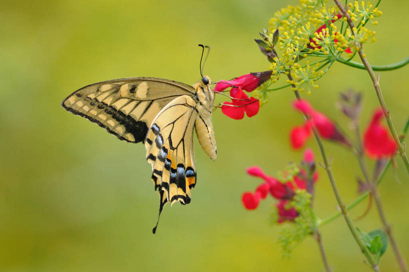 无人,横图,室外,特写,白天,野生动物,蝴蝶,日本,花,红色,自然,摄影,京都府,生长,脆弱,清新,授粉,凤尾蝶,彩图