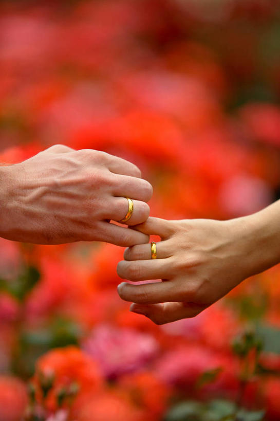 成年人,手,两个人,竖图,室外,特写,白天,玫瑰,日本,连接,庭院,花,戒指,人体,摄影,部分,冈山县,异性恋,男人,女人,手牵手,彩图,爱,订婚,订婚戒指