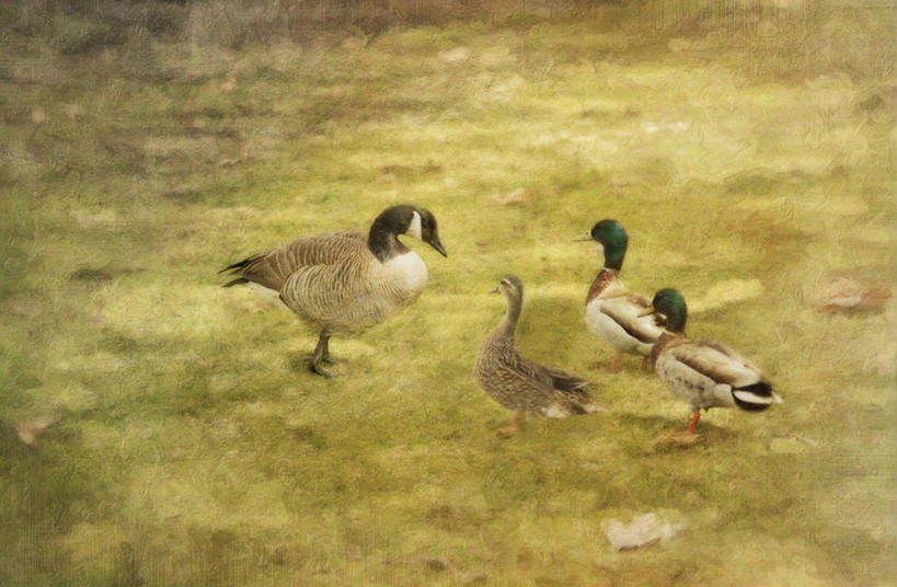 无人,站,横图,室外,白天,鹅,野生动物,美国,四只,纹路,鸟类,纹理,摄影,加利福尼亚,野鸭,肌理,彩图