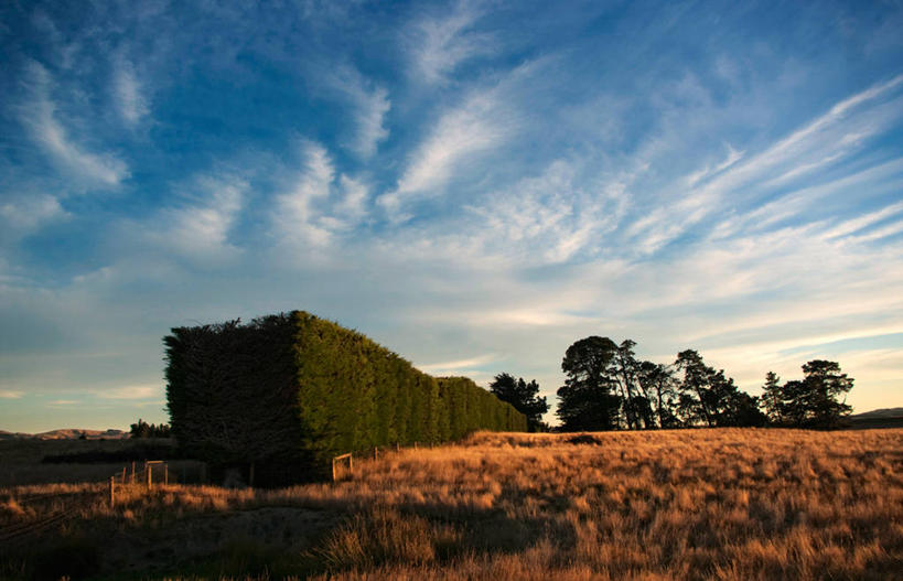 无人,横图,室外,日光,新西兰,云,草,树,天空,自然,黄昏,摄影,保护,宁静,树篱,彩图
