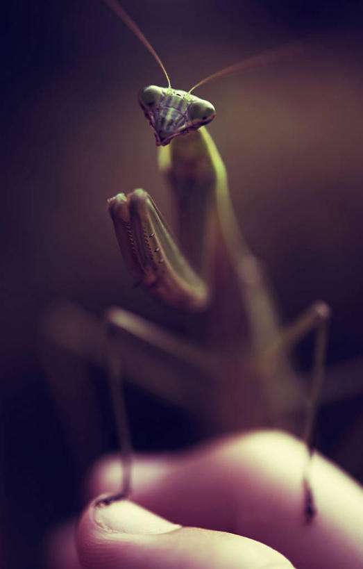 一个人,竖图,室外,特写,白天,野生动物,美国,螳螂,手指,人体,摄影,部分,关爱,彩图