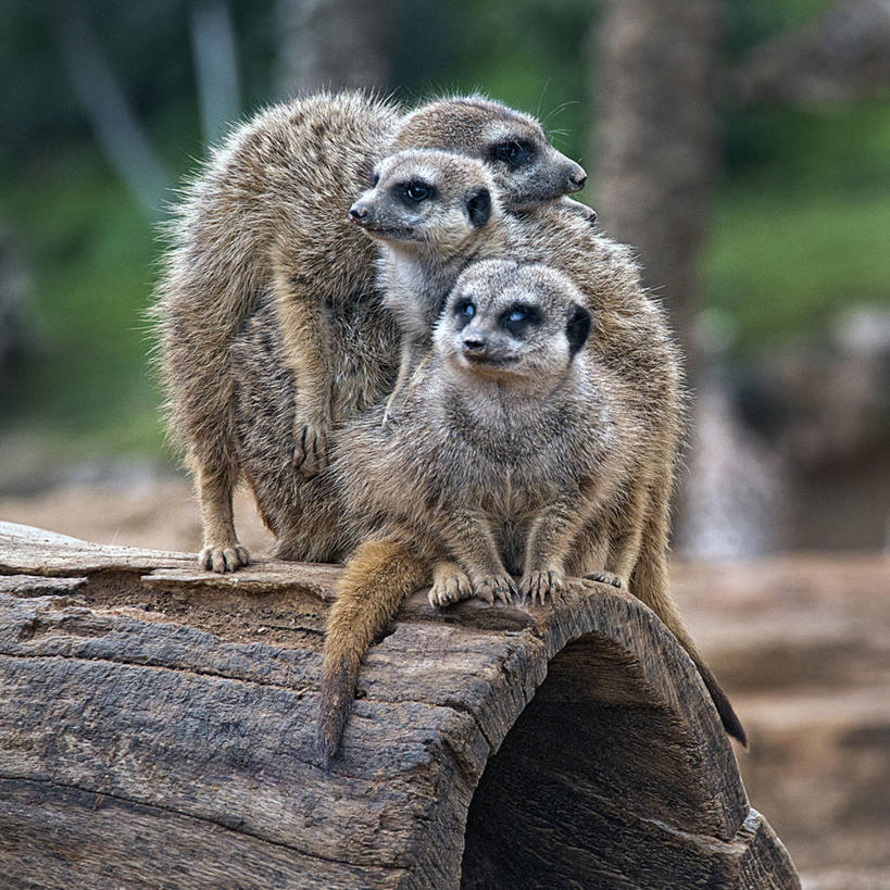 无人,方图,室外,白天,树林,野生动物,西班牙,四只,木制,树干,摄影,海岛猫鼬,巴伦西亚省,彩图
