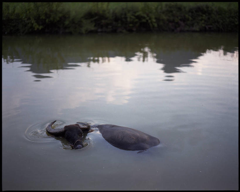 无人,横图,俯视,室外,白天,水,野生动物,桂林,反射,池塘,自然,摄影,阳朔,野牛,水牛,彩图,高角度拍摄