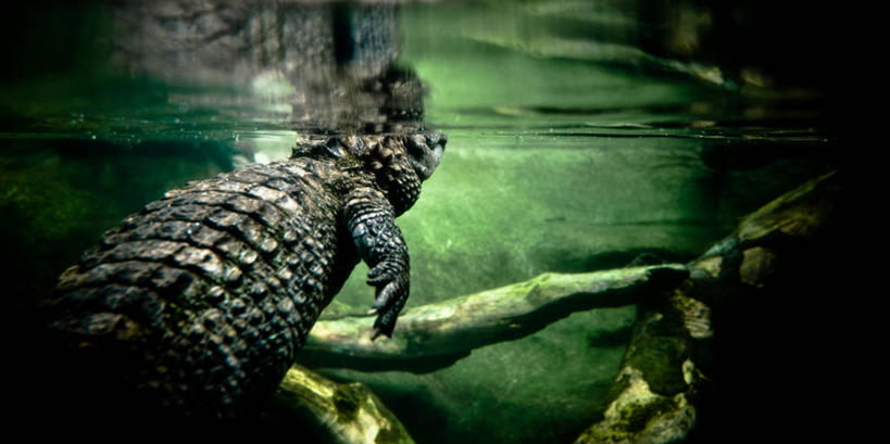 游泳,无人,横图,全景,水下,水,鳄鱼,香港,反射,绿色,摄影,圆木,彩图