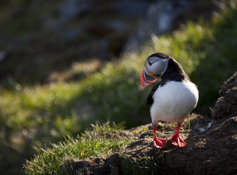 无人,横图,室外,白天,野生动物,挪威,鸟类,草,摄影,栖息,角嘴海雀,海鸦,彩图