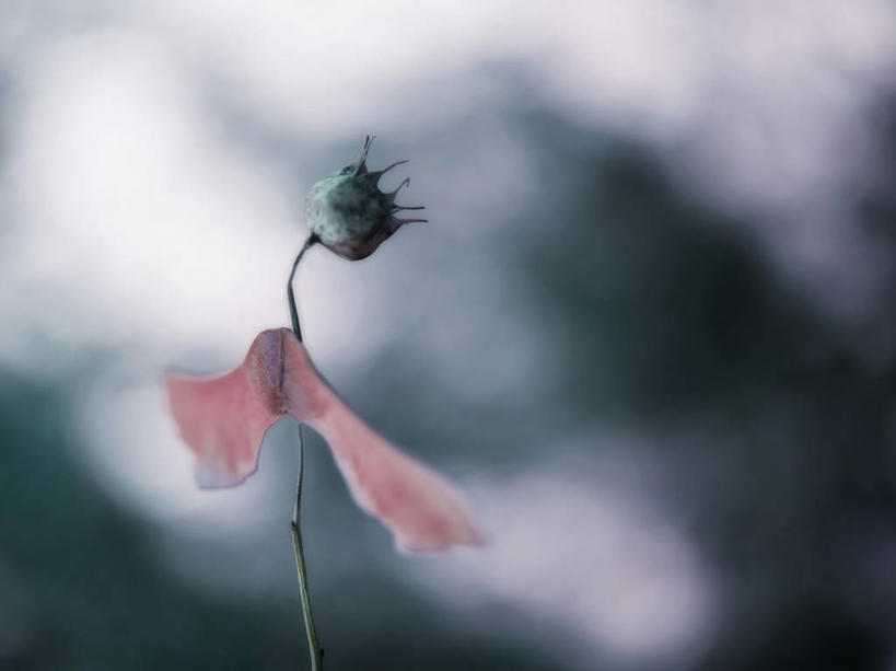 无人,横图,室外,白天,叶子,法国,调味,香料,佐料,花朵,干花,摄影,生长,葛缕子,配料,脆弱,普罗旺斯,清新,柔焦,干的,作料,土伦,彩图