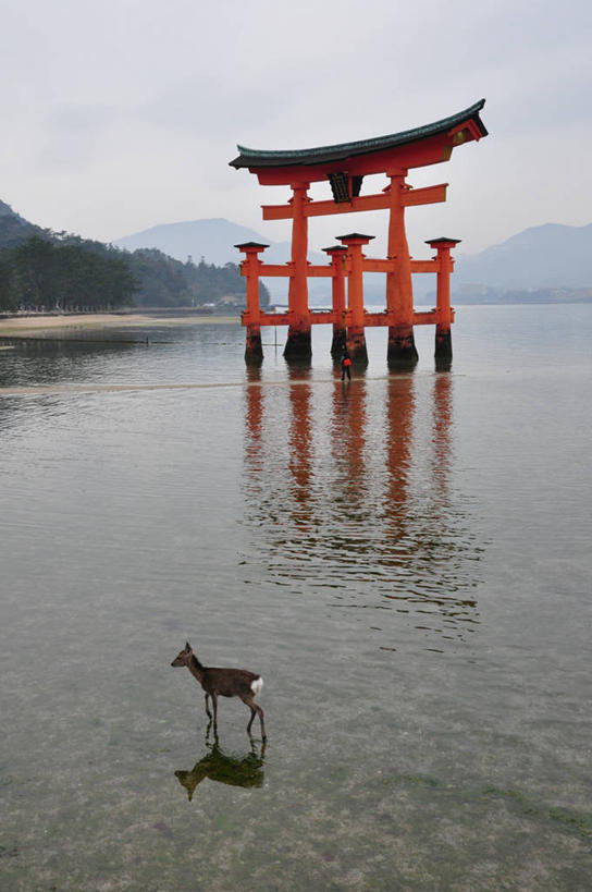 无人,竖图,室外,白天,山,建筑,鹿,野生动物,广岛县,日本,日本文化,反射,鸟居,云,天空,动物,地标建筑,摄影,宗教,严岛神社,死水,彩图,宫屿