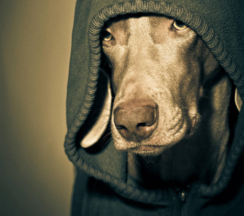 无人,横图,特写,宠物,狗,美国,灰色背景,服装,休闲装,衣服,休闲,休闲服,连帽衫,家畜,摄影,服饰,北美,北美洲,美洲,帽衫,德国魏犬,佛罗里达,佛罗里达州,佛州,阳光州,北亚美利加洲,亚美利加洲,塔拉哈西,彩图,影棚拍摄,美利坚合众国