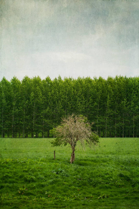 无人,竖图,室外,白天,新西兰,云,草,树,天空,自然,木桩,摄影,宁静,彩图,独处