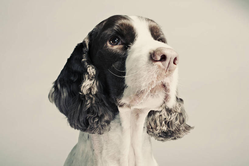 无人,横图,特写,白色背景,宠物,狗,香港,白色,动物,向上看,家畜,摄影,彩图,影棚拍摄,斯普林斯班尼犬,好奇心