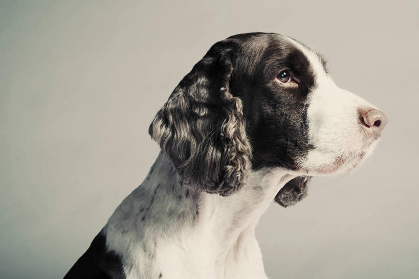 无人,横图,特写,白色背景,侧面,宠物,狗,香港,动物,家畜,摄影,彩图,影棚拍摄,斯普林斯班尼犬