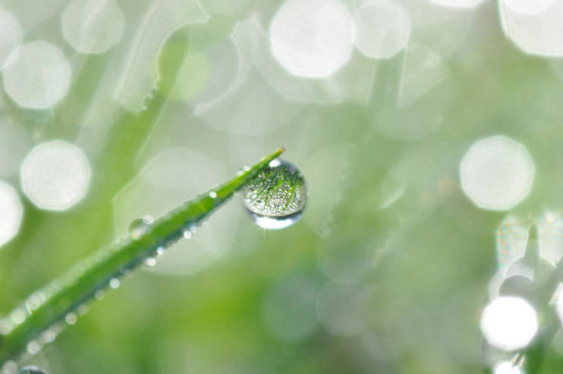 无人,横图,室外,特写,白天,荷兰,吊挂,悬挂,折射,水滴,挂,草,绿色,自然,摄影,生长,脆弱,清新,纯净,彩图