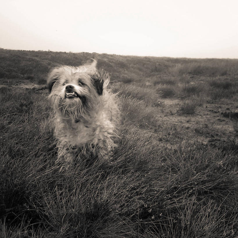 无人,方图,黑白,室外,特写,白天,宠物,狗,爱尔兰,草,天空,家畜,摄影,威克洛郡